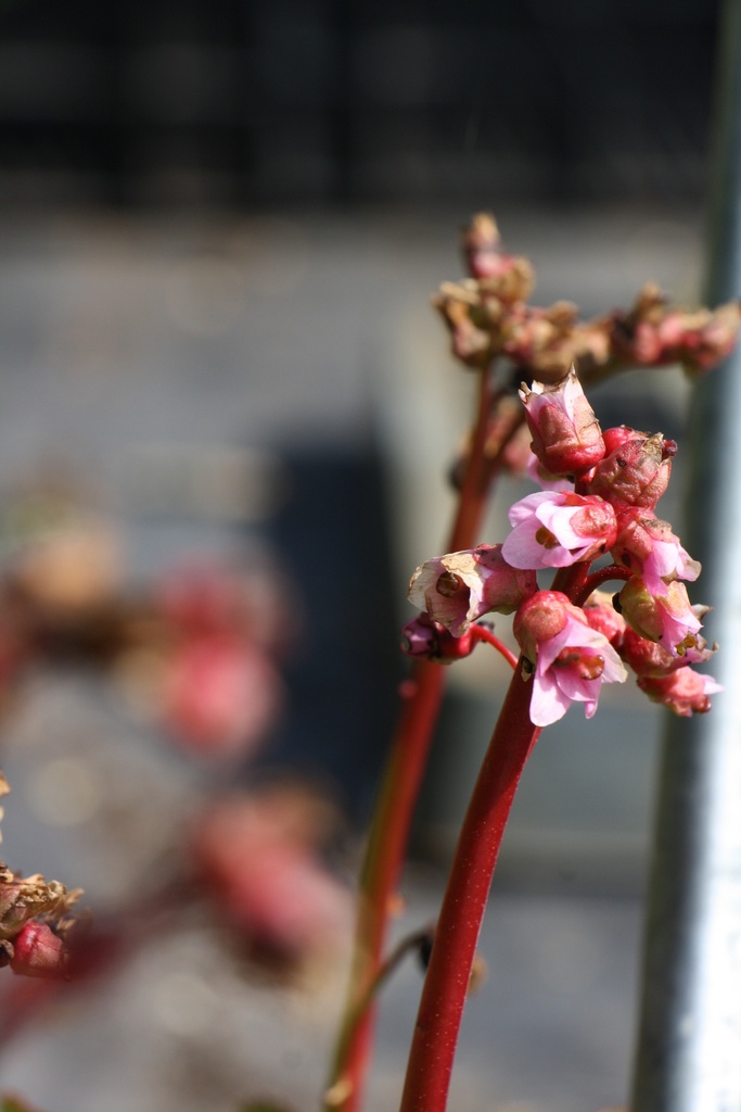 [BERHBD] BERGENIA HYBRIDE 'BABY DOLL'