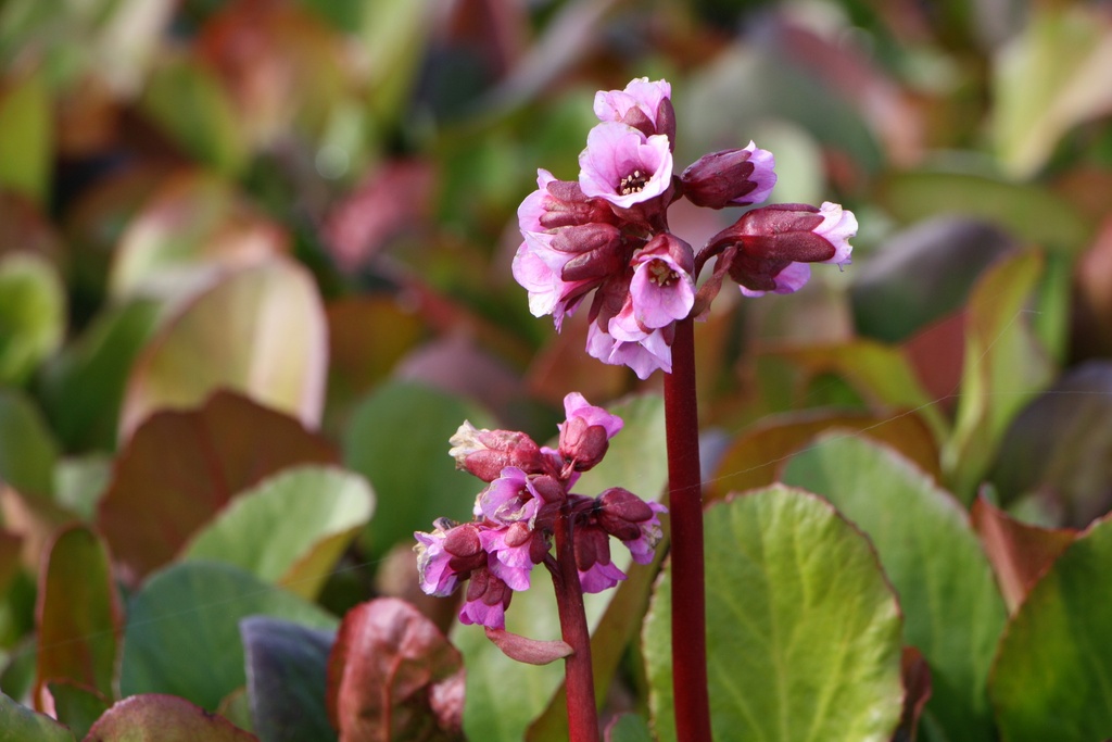 [BERHRO] BERGENIA HYBRIDE 'ROTBLUM' (Pot 9 cm)