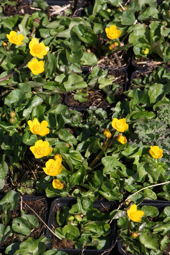 [CALPAL] CALTHA PALUSTRIS