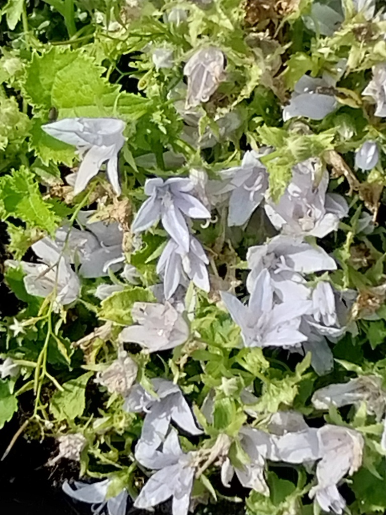 [CAMPEF] CAMPANULA POSCHARSKYANA 'E.H. FROST'