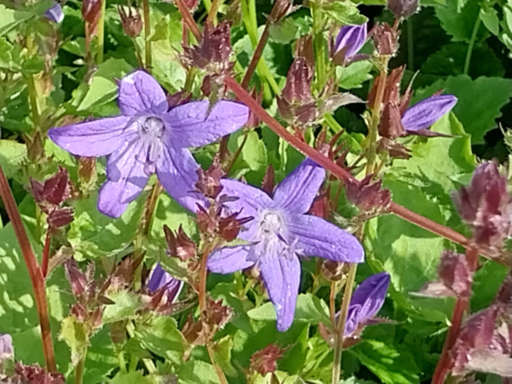 [CAMPOS] CAMPANULA POSCHARSKYANA
