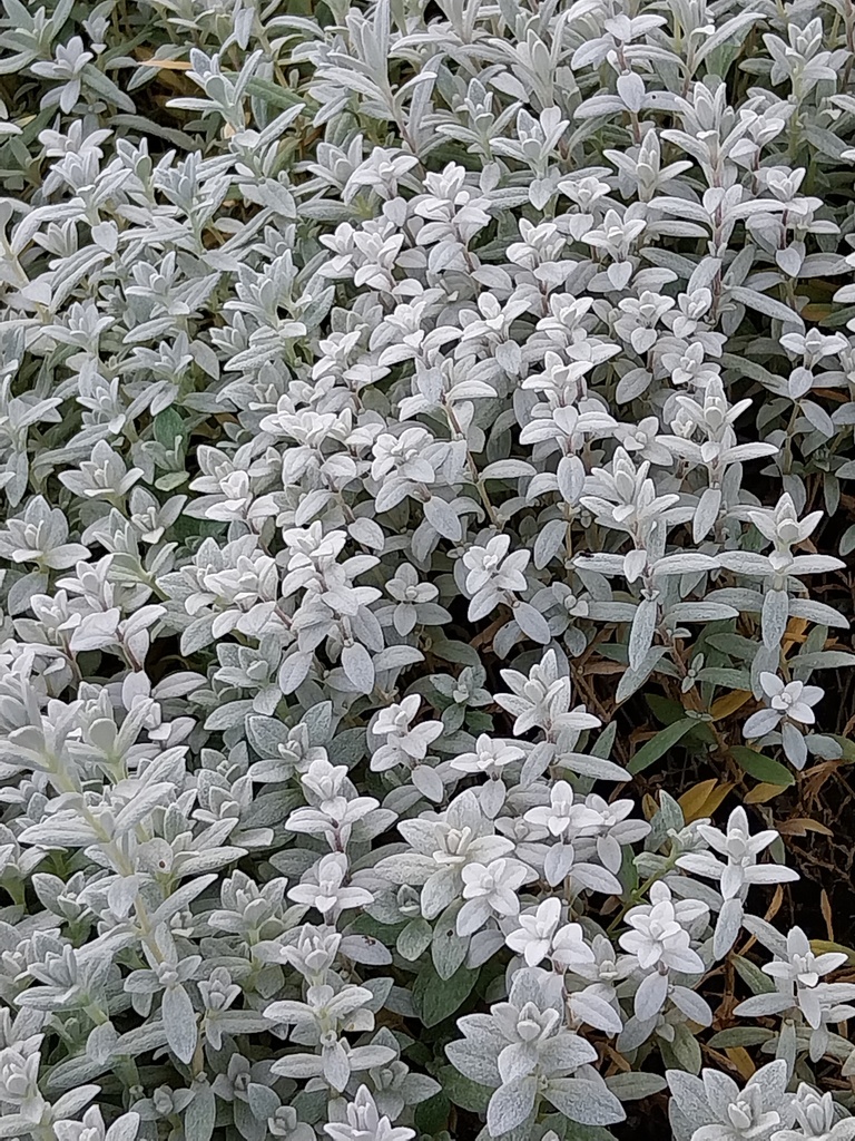 [CERTYY] CERASTIUM TOMENTOSUM 'YO YO' (Pot 9 cm)