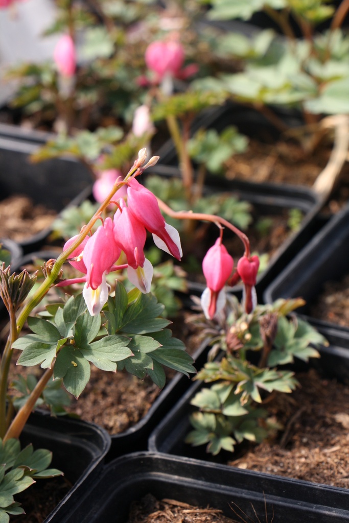 DICENTRA SPECTABILIS
