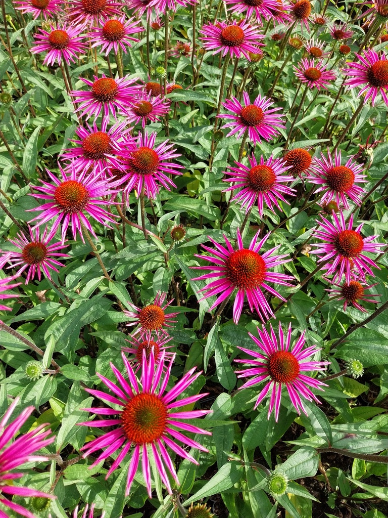 [ECHPBE] ECHINACEA PURPUREA 'PICA BELLA' (Pot 9 cm)