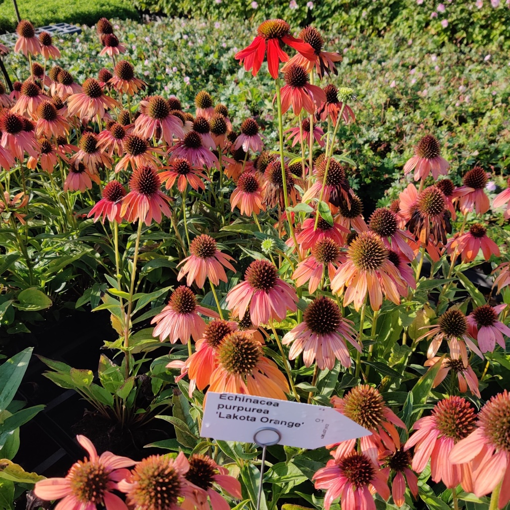 [ECHPLORAN] ECHINACEA PURPUREA 'LAKOTA ORANGE' (Pot 9 cm)