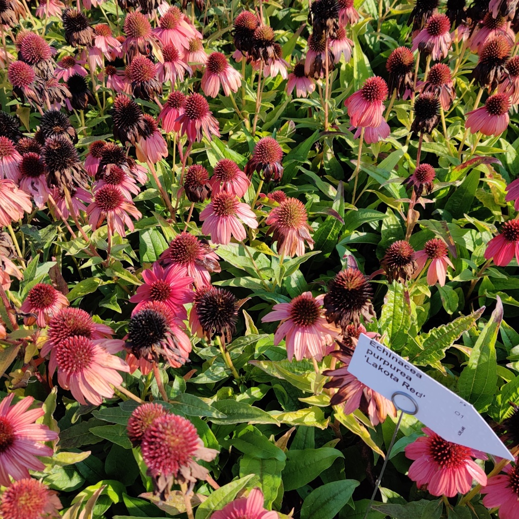 [ECHPLRED] ECHINACEA PURPUREA 'LAKOTA RED' (Pot 9 cm)