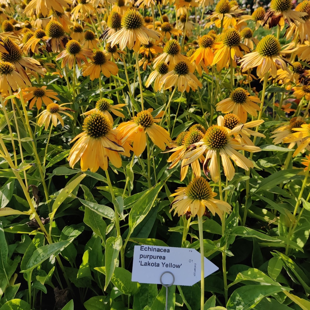 [ECHPLYELL] ECHINACEA PURPUREA 'LAKOTA YELLOW' (Pot 9 cm)