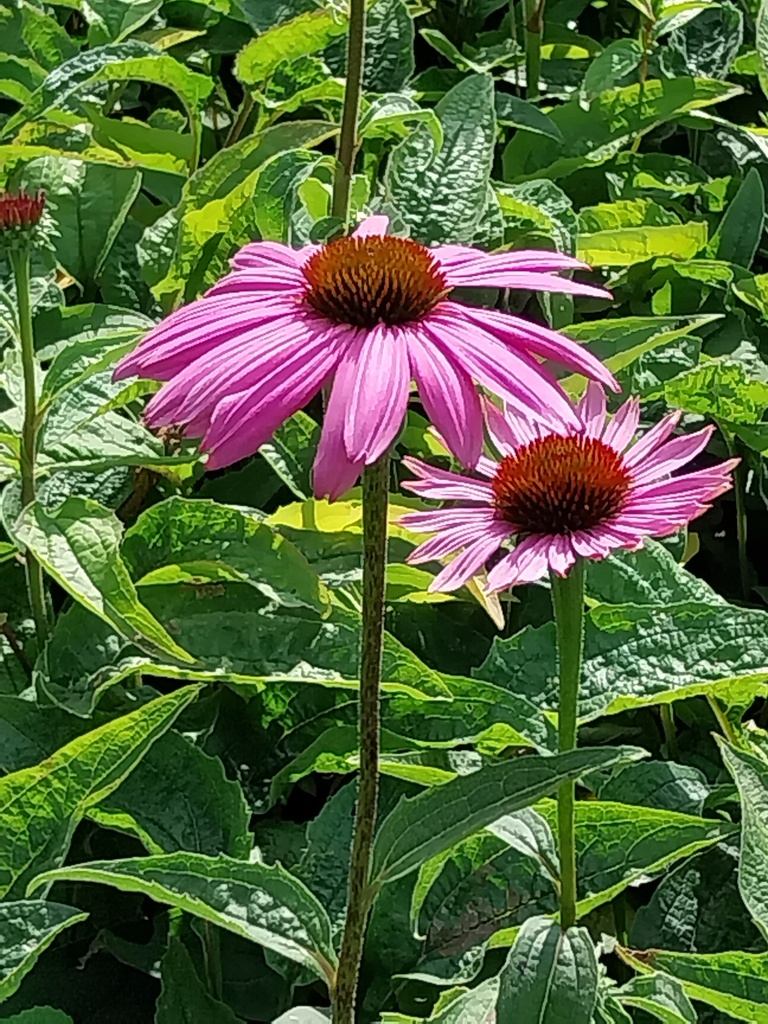 [ECHPMA] ECHINACEA PURPUREA 'MAGNUS' (Pot 9 cm)
