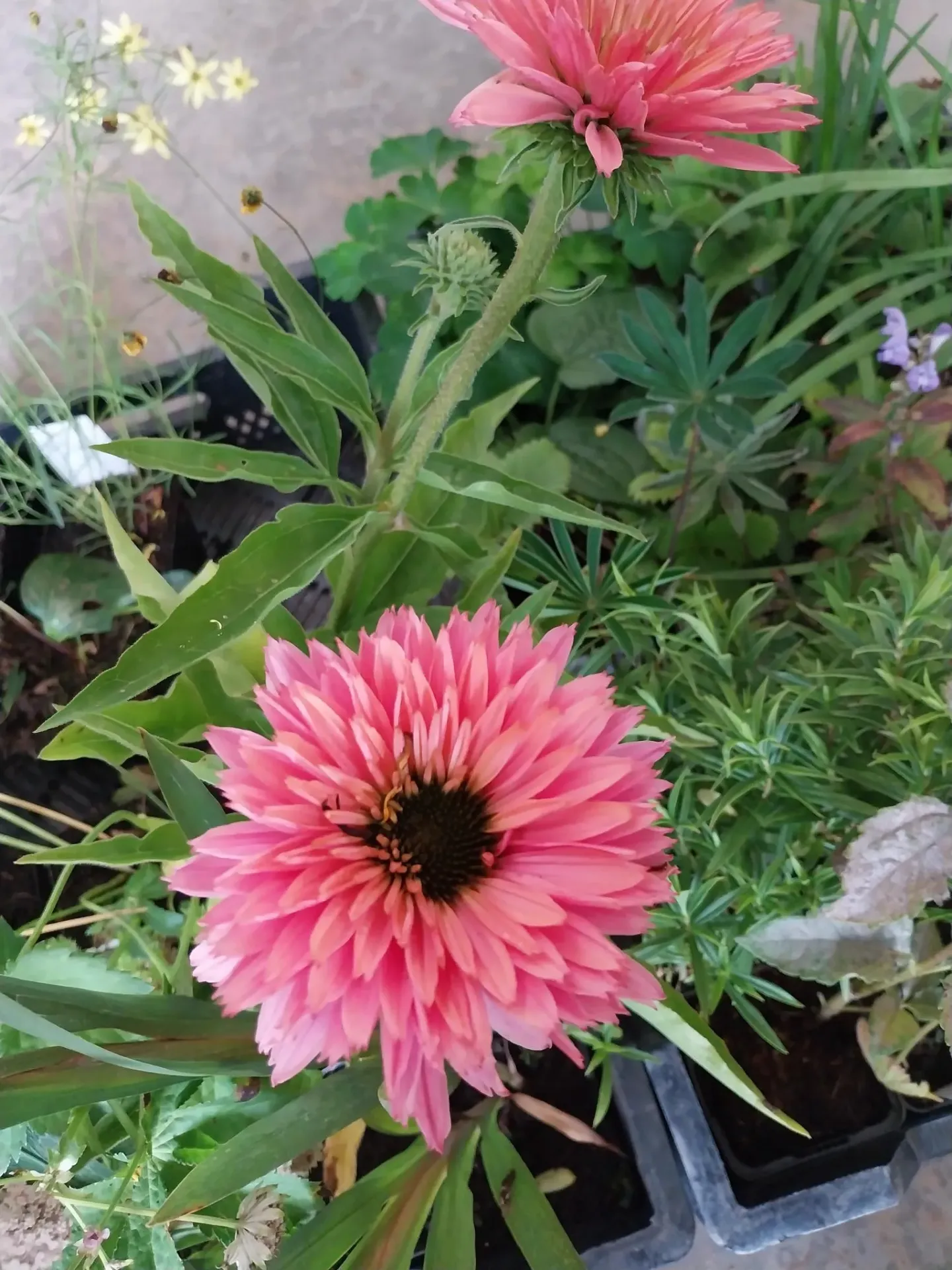 [ECHPSSA] ECHINACEA PURPUREA 'SUNSEEKERS SALMON' (Pot 9 cm)