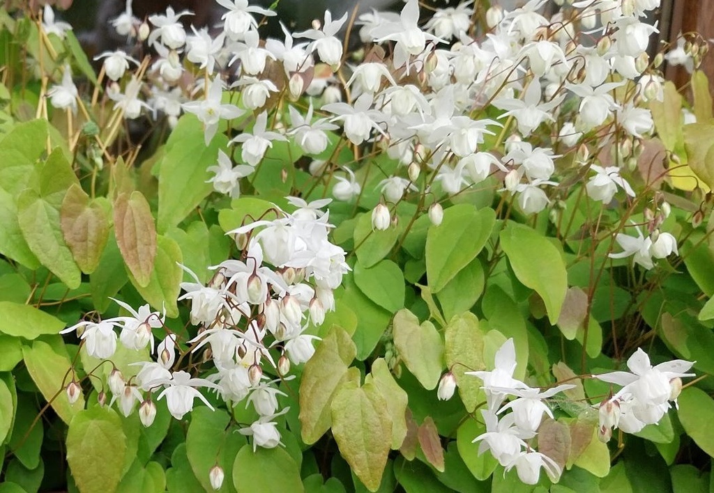 [EPIYNI] EPIMEDIUM YOUNGIANUM 'NIVEUM' (Pot 9 cm)