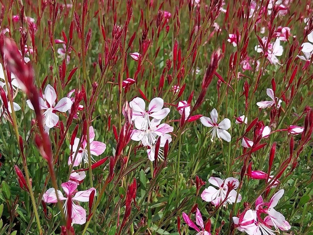 [GAULSP] GAURA LINDHEIMERI 'SISKIYOU PINK' (Pot 9 cm)