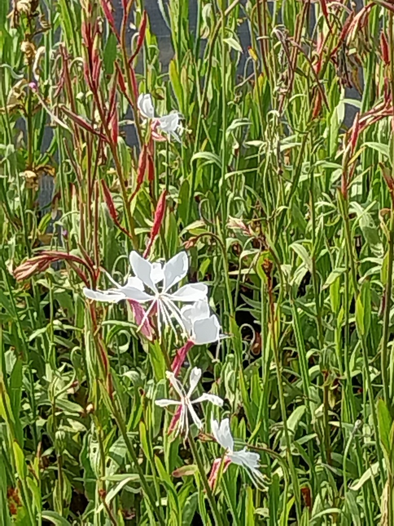 [GAULWB] GAURA LINDHEIMERI 'WHIRLING BUTTERFLIES' (Pot 9 cm)