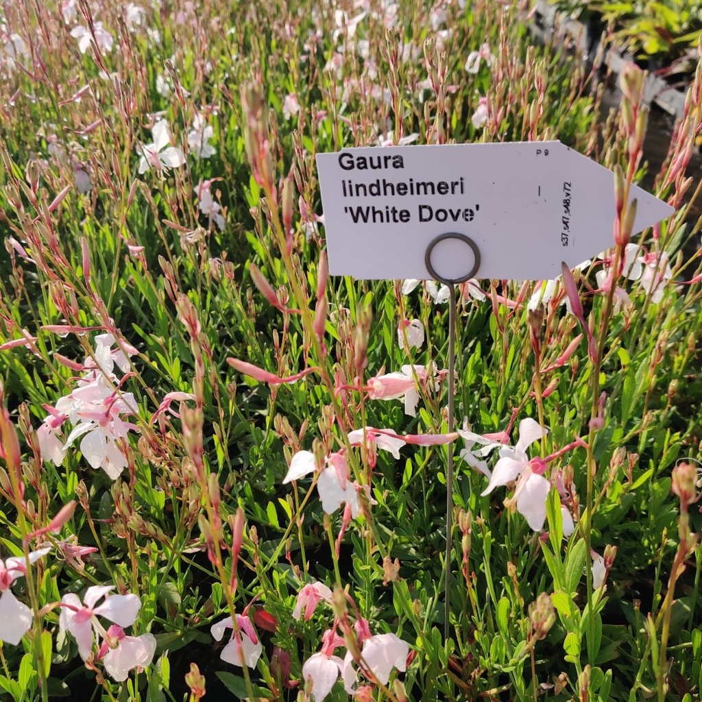 [GAULWD] GAURA LINDHEIMERI 'WHITE DOVE' (Pot 9 cm)