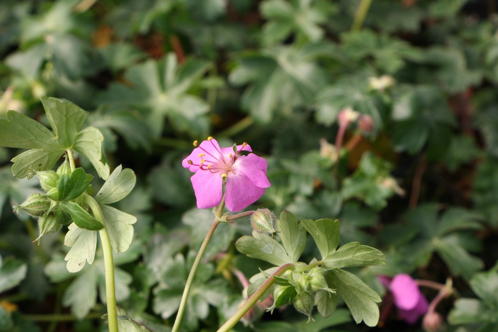 [GERCBE] GERANIUM CANTABRIGIENSE 'BERGGARTEN' (Pot 9 cm)