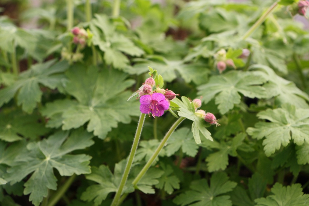 [GERMAC] GERANIUM MACRORRHIZUM (Pot 9 cm)