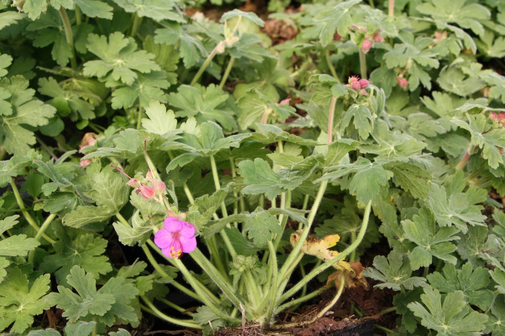 [GERMBV] GERANIUM MACRORRHIZUM 'BEVAN'S VARIETY' (Pot 9 cm)