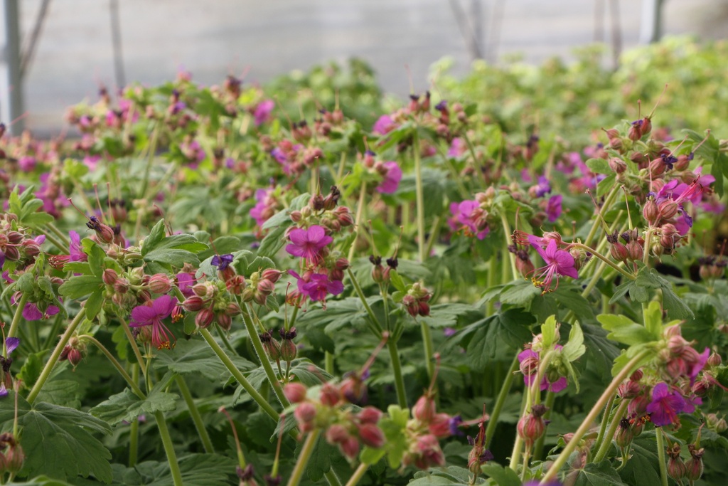 [GERMCZ] GERANIUM MACRORRHIZUM 'CZAKOR' (Pot 9 cm)