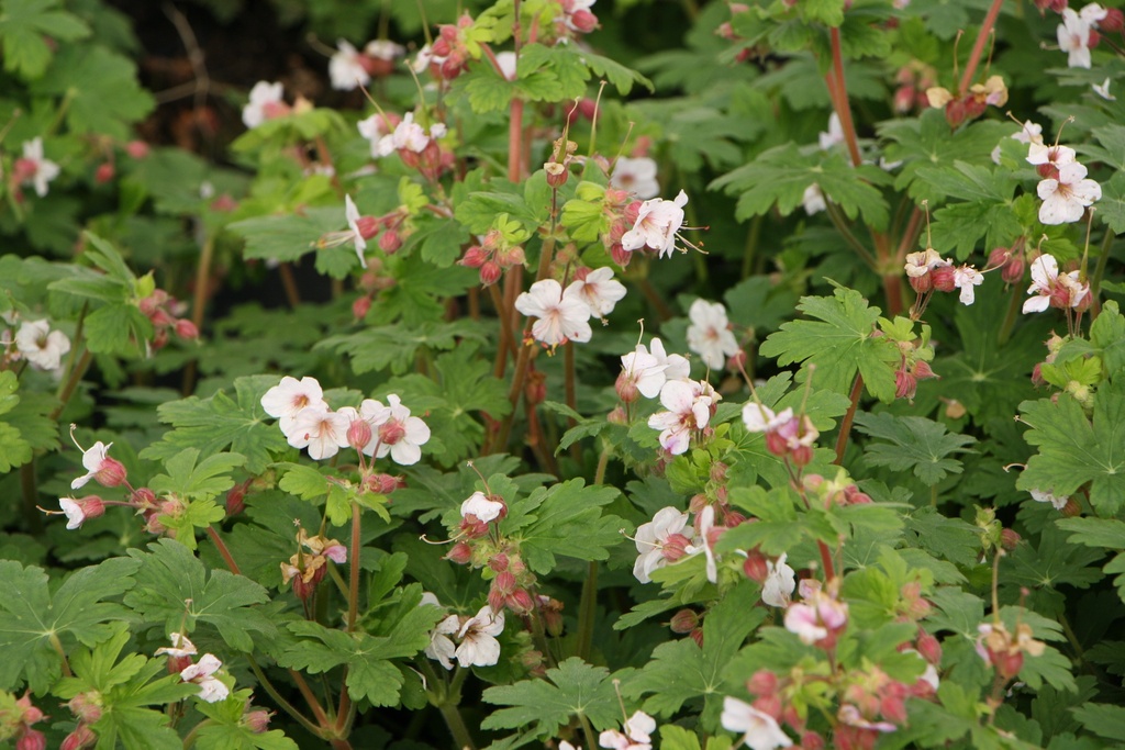 [GERMGWHIT] GERANIUM MACRORRHIZUM 'GERANIMO WHITE' PBR (Pot 9 cm)