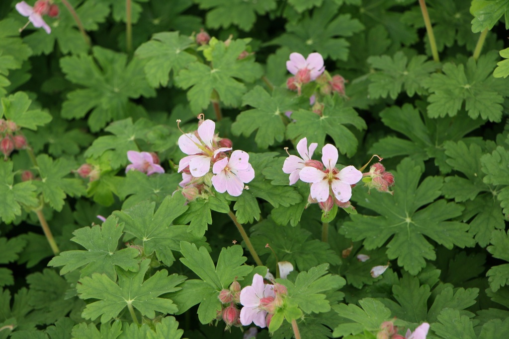 [GERMIV] GERANIUM MACRORRHIZUM 'INGWERSEN'S VARIETY' (Pot 9 cm)