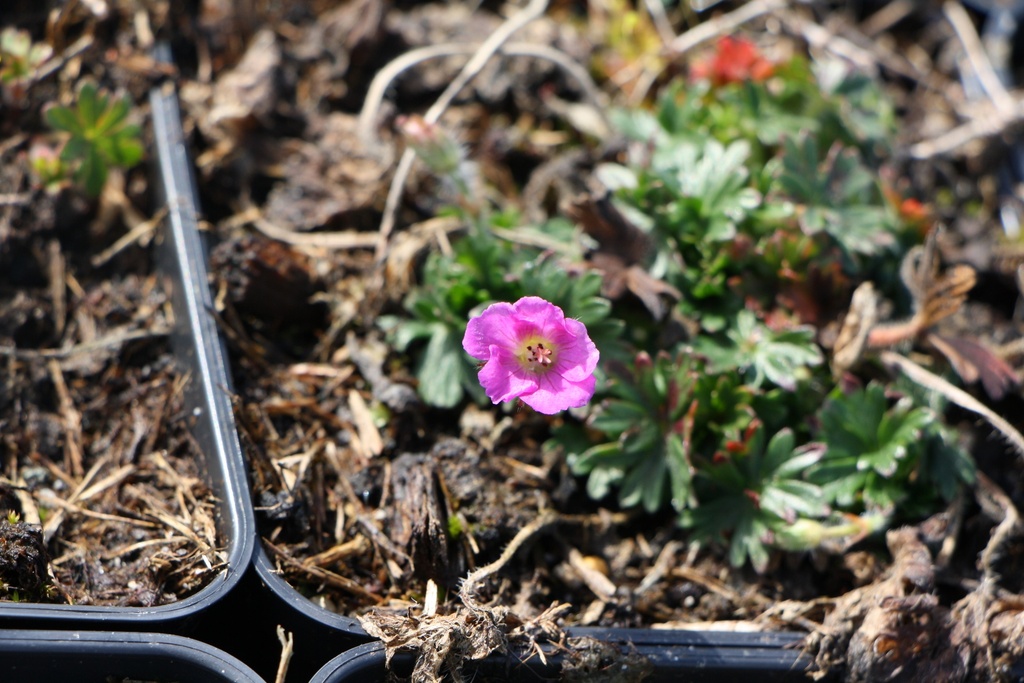 [GERSVVIOL] GERANIUM SANGUINEUM 'VISION VIOLET' (Pot 9 cm)