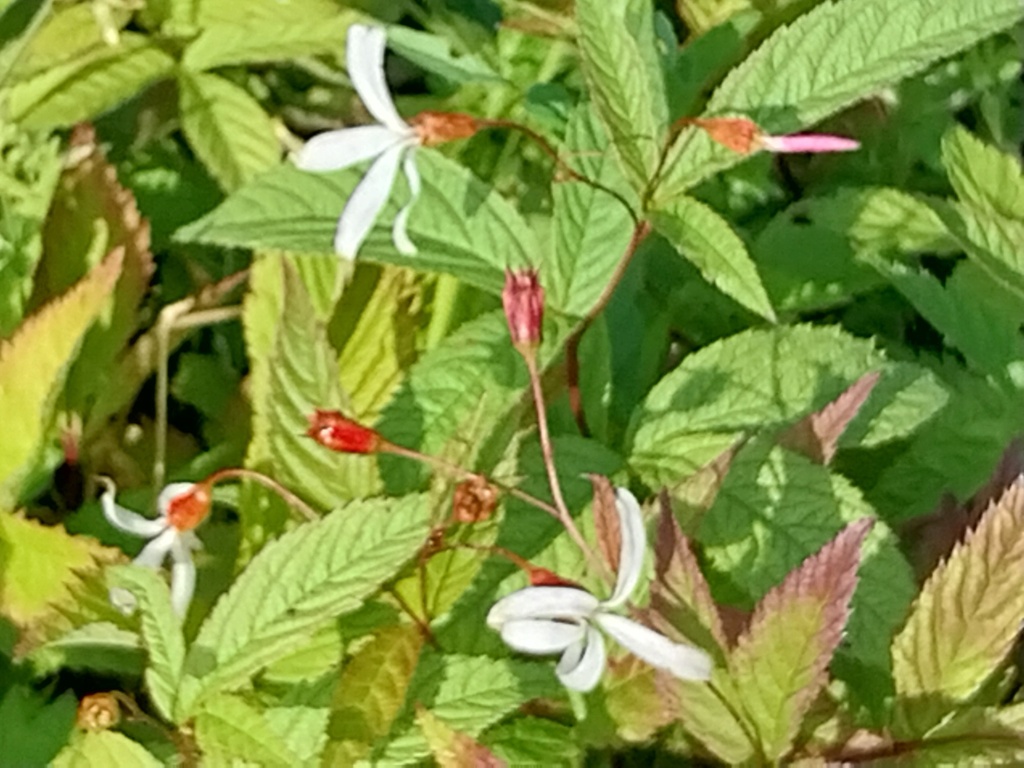 [GILTRI] GILLENIA TRIFOLIATA (Pot 9 cm)