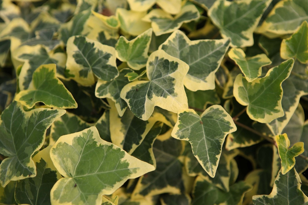 HEDERA HELIX 'GOLDCHILD'