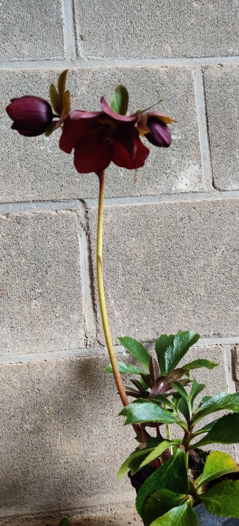 [HELORL] HELLEBORUS ORIENTALIS 'RED LADY'