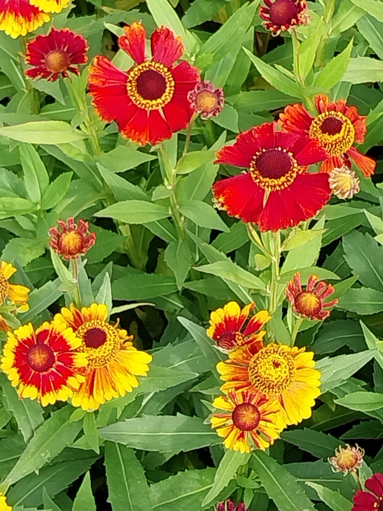[HELRSHADE] HELENIUM AUTUMNALE 'HELENA RED SHADES' (Pot 9 cm)