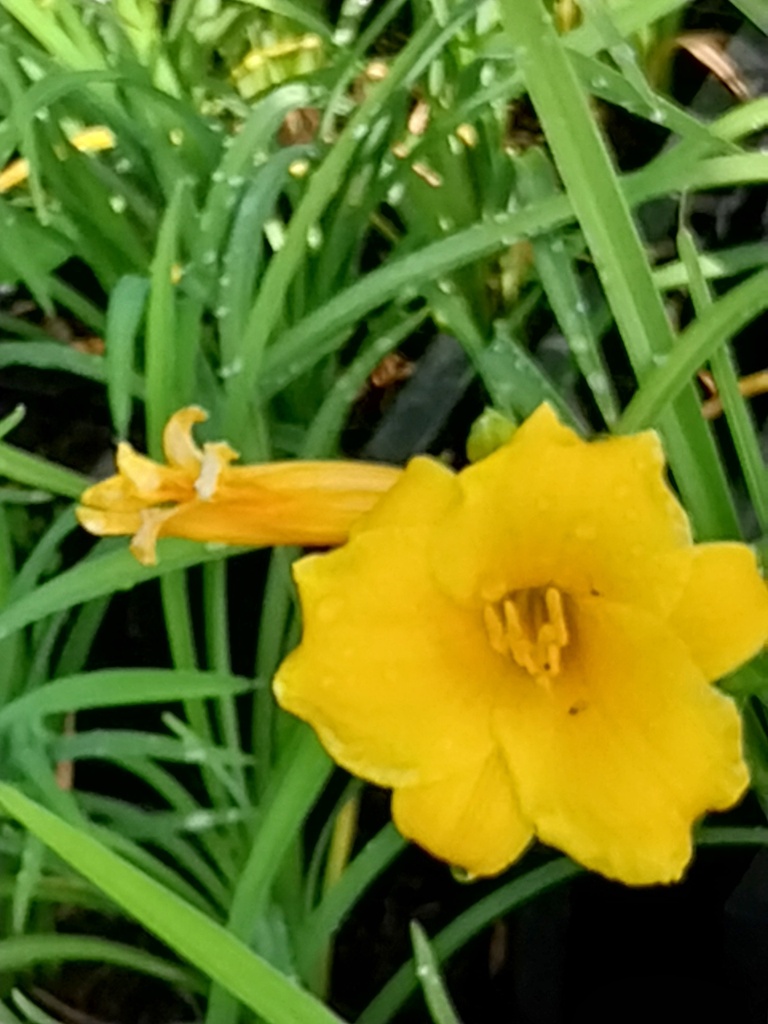 [HEMHSO09] HEMEROCALLIS HYBRIDE 'STELLA DE ORO' (Pot 9 cm)