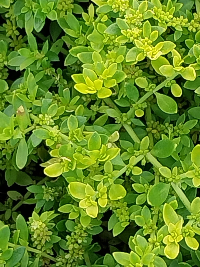 [HERGLA] HERNIARIA GLABRA