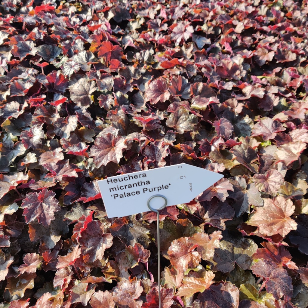 [HEUMPP] HEUCHERA MICRANTHA 'PALACE PURPLE' (Pot 9 cm)