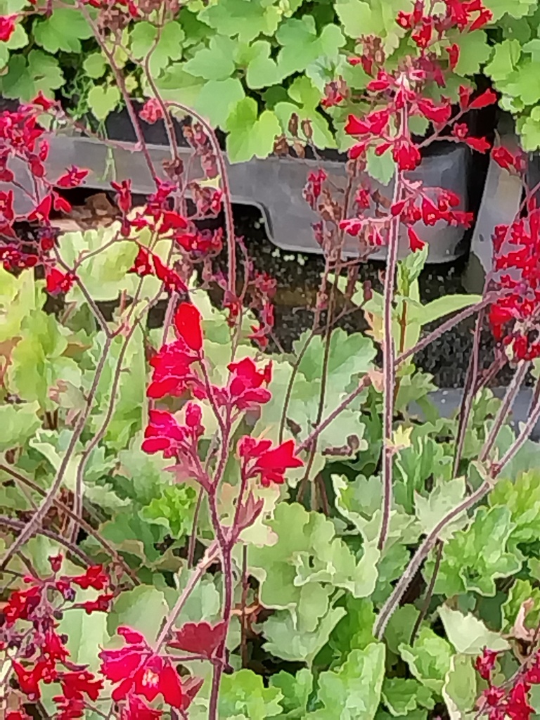 [HEUSRBELL] HEUCHERA SANGUINEA 'RUBY BELLS'