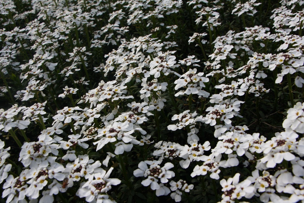 [IBESSN] IBERIS SEMPERVIRENS 'SCHNEEFLOCKE' (SNOWFLAKE) (Pot 9 cm)