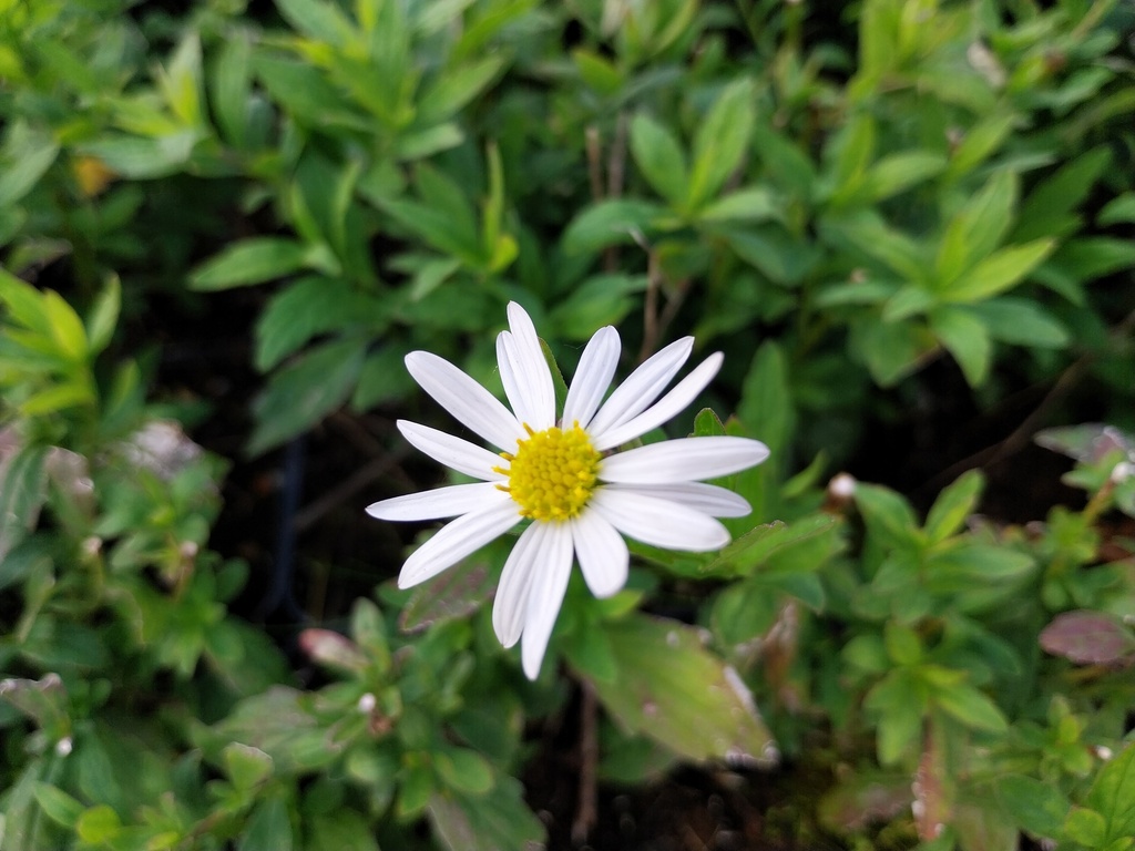 [KALIAL] KALIMERIS INCISA 'ALBA' (Pot 9 cm)