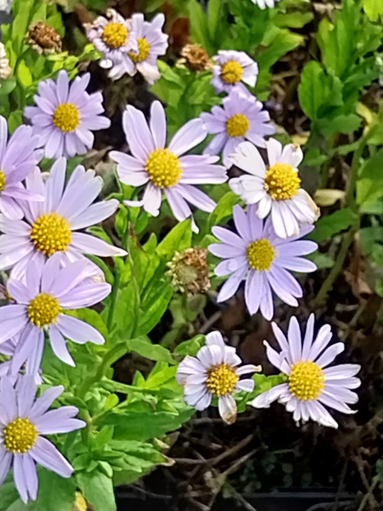 [KALIBS] KALIMERIS INCISA 'BLUE STAR'