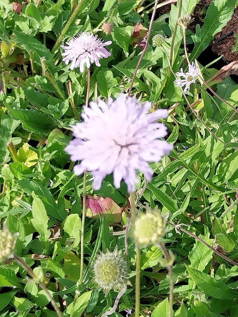 KNAUTIA ARVENSIS