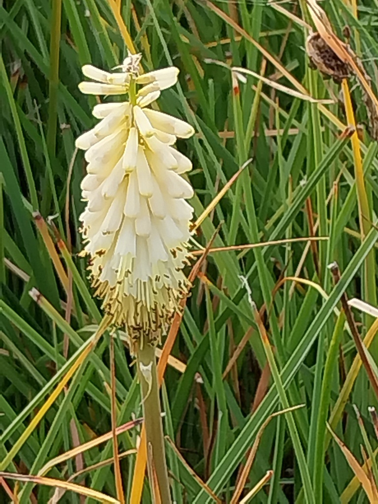[KNICIT] KNIPHOFIA CITRINA