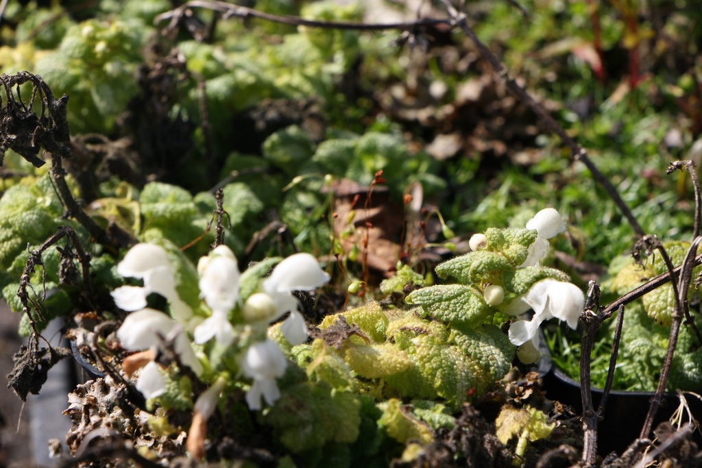 [LAMMAL] LAMIUM MACULATUM 'ALBUM'