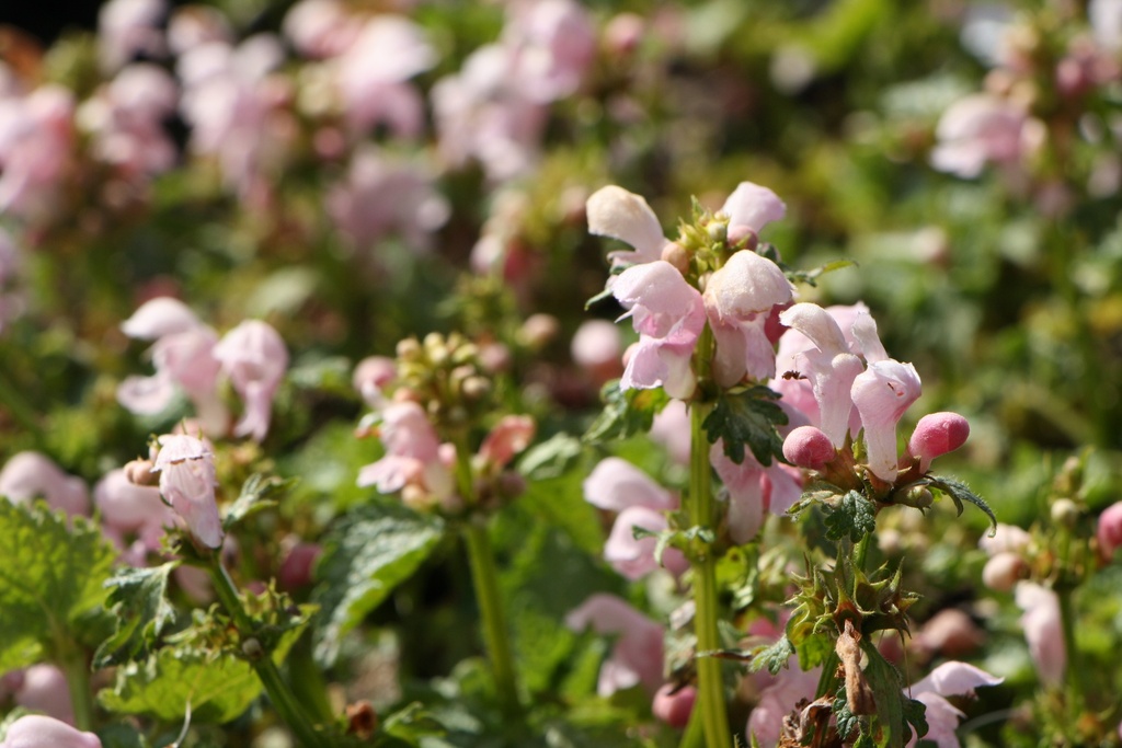 [LAMMPPE] LAMIUM MACULATUM 'PINK PEWTER' (Pot 9 cm)