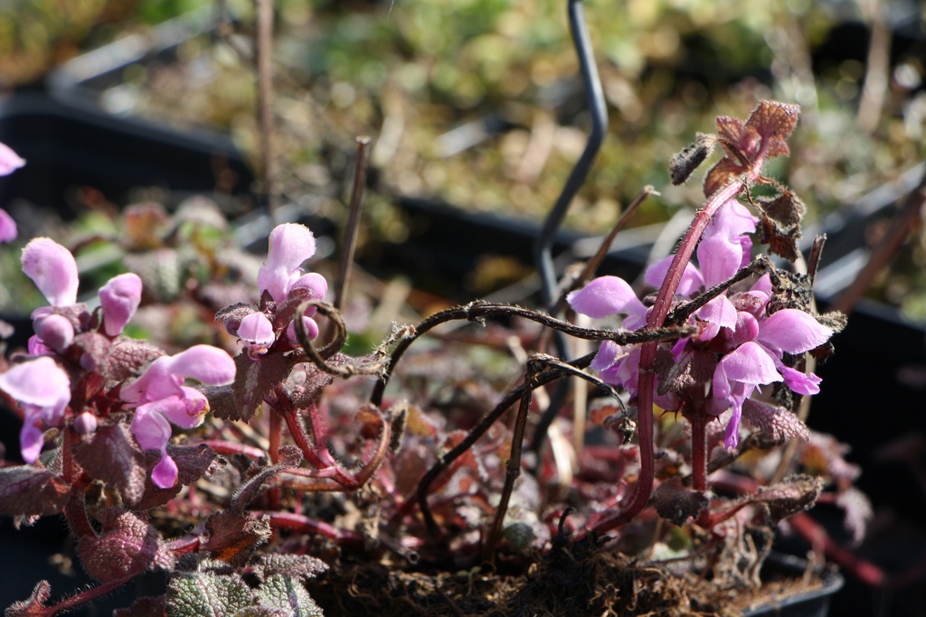 [LAMMRO] LAMIUM MACULATUM 'ROSEUM'