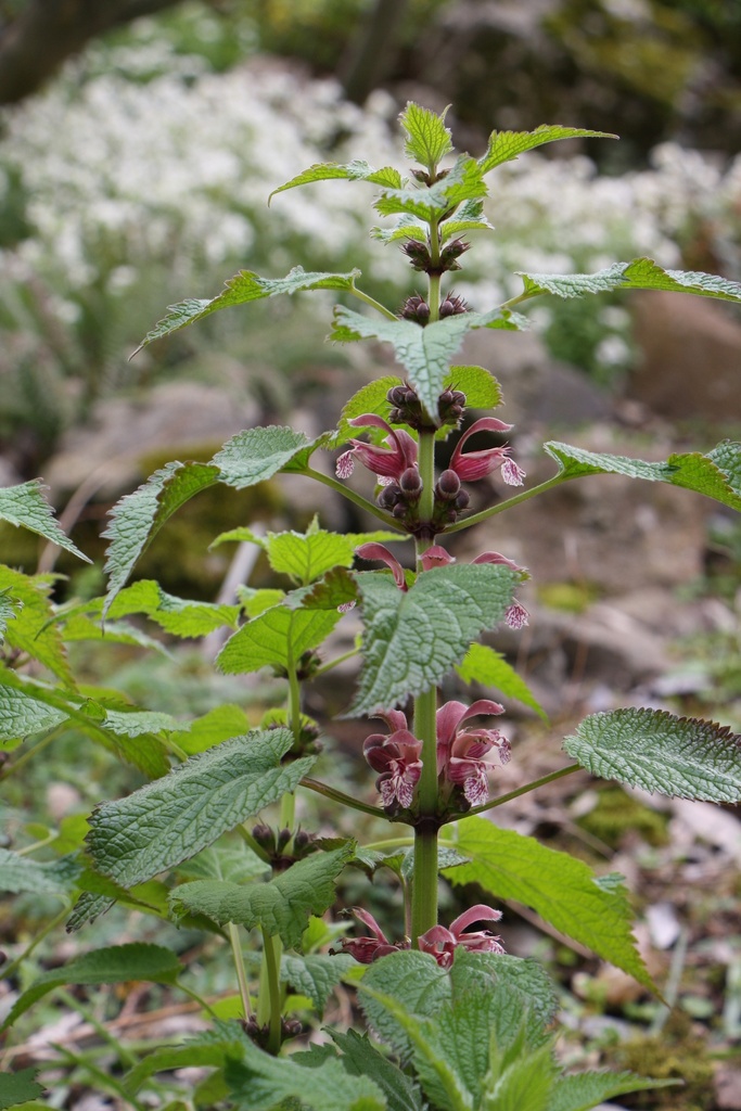 [LAMORV] LAMIUM ORVALA (Pot 9 cm)