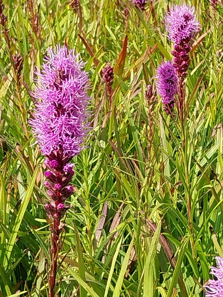 [LIASFV] LIATRIS SPICATA 'FLORISTAN VIOLETT'
