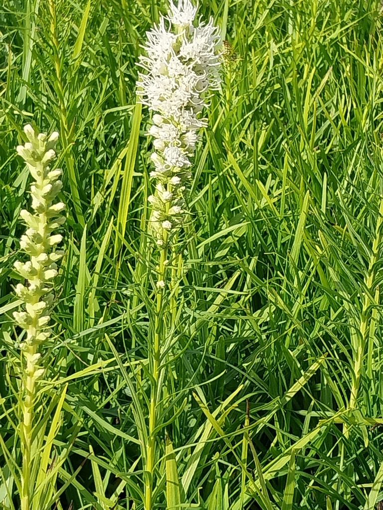 [LIASFW] LIATRIS SPICATA 'FLORISTAN WEISS'