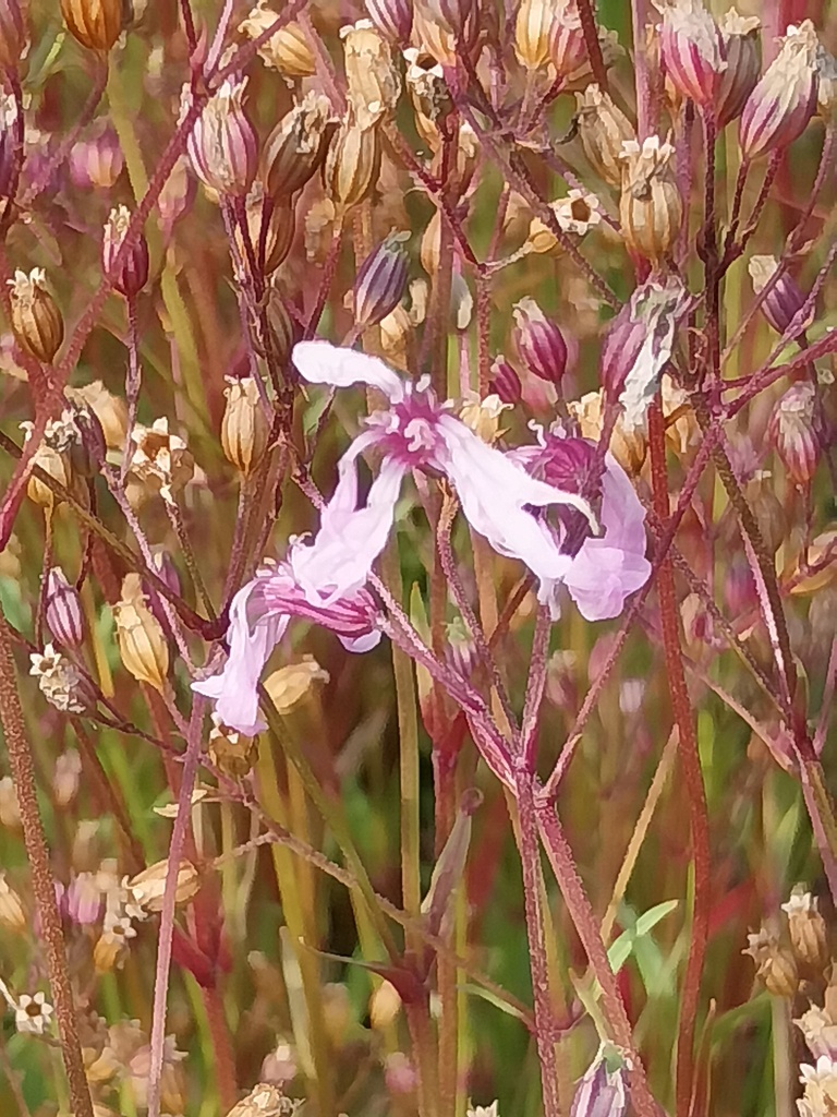 [LYCFCU] LYCHNIS FLOS-CUCULI (Pot 9 cm)