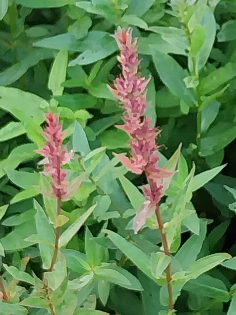 [LYTSAL] LYTHRUM SALICARIA (Pot 9 cm)