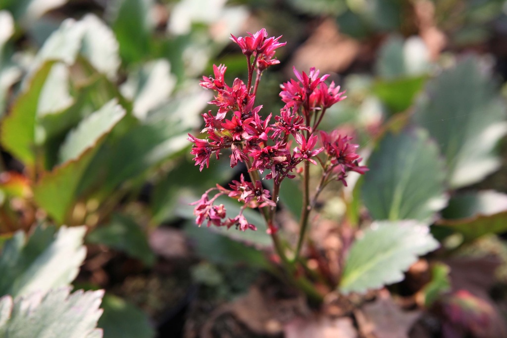 MUKGENIA 'NOVA FLAME'