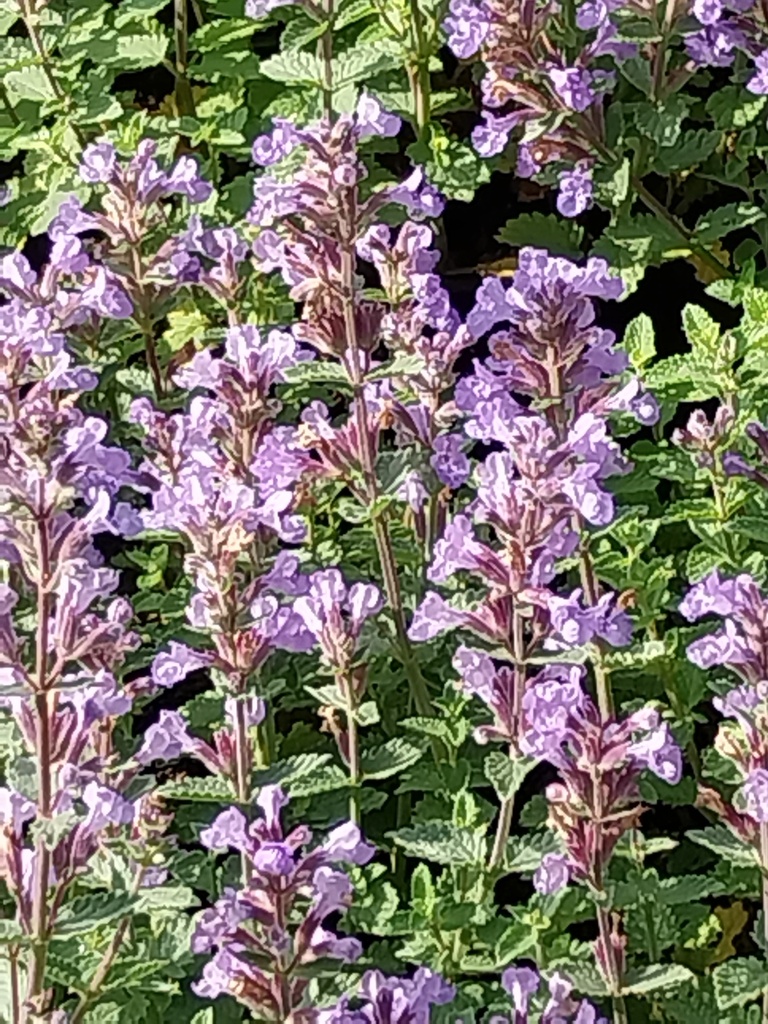 [NEPFPB] NEPETA FAASSENII 'PURRSIAN BLUE'