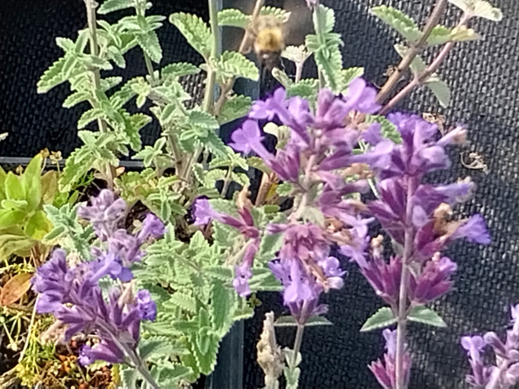 [NEPFWL] NEPETA FAASSENII 'WALKER'S LOW'