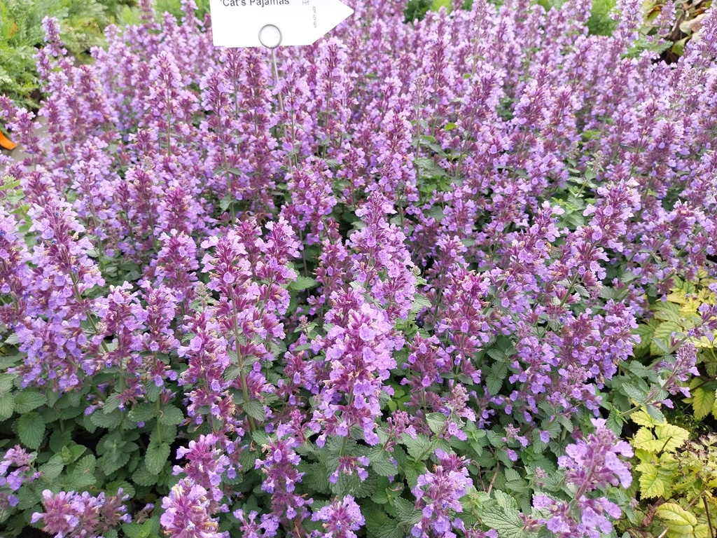 [NEPHCP] NEPETA HYBRIDE 'CAT'S PAJAMAS' (Pot 9 cm)