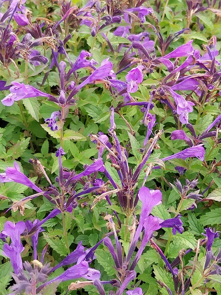 [NEPSPPREL] NEPETA SUBSESSILIS 'PURPLE PRELUDE'